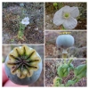 Papaver somniferum L. subsp. somniferum
