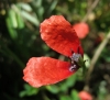 Papaver argemone L.