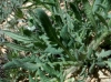 Papaver rhoeas L.