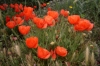 Papaver rhoeas L.
