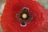 Papaver rhoeas L.