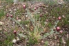 Platycapnos spicata 1/4