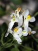 Sarcocapnos enneaphylla 2/3
