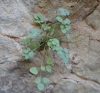 Sarcocapnos sp.