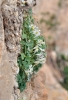 Sarcocapnos enneaphylla (L.) DC.