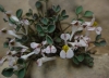 Sarcocapnos enneaphylla (a confirmar)