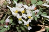 Sarcocapnos enneaphylla