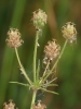 Plantago afra L.