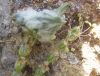 Plantago albicans L.