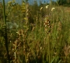Plantago albicans L.