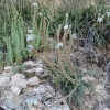 Plantago albicans L.