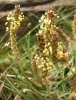 Plantago holosteum Scop.