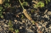 Plantago lanceolata L.