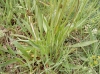 Plantago lanceolata L. Plantago lanceolata L.