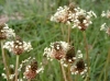 Plantago lanceolata L. Plantago lanceolata L.