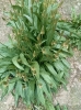 Plantago lanceolata L. Plantago lanceolata L.