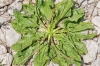 Plantago major L.
