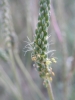 Plantago maritima L. subsp. serpentina (All.) Arcang.