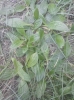 Plantago media ?