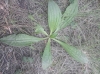 Plantago media ?