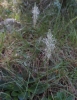 Plantago media L.