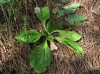 Plantago media L.