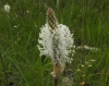 Plantago media L.