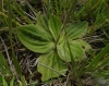Plantago media L.