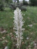 Plantago media L.