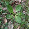 Plantago media L.