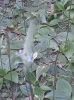 Plantago media L.