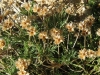 Plantago sempervirens Crantz