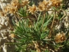 Plantago sempervirens Crantz