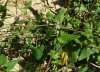 Fallopia convolvulus (L.) Á. Löve