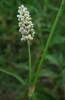 Polygonum persicaria 2/2 (a confirmar)