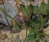 Rumex scutatus ? 2d2