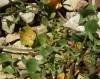 Rumex scutatus 1/2 (a confirmar)