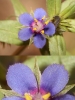 Anagallis arvensis L.