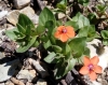 Anagallis arvensis L.