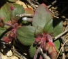 Androsace maxima L.