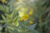 Lysimachia vulgaris L.