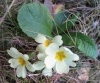 Primula acaulis (L.) L. subsp. acaulis
