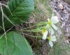 Primula acaulis (L.) L. subsp. acaulis