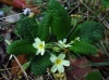 Primula acaulis (L.) L. subsp. acaulis