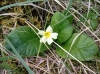 Primula acaulis ?