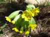 Primula veris 1/2