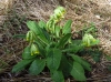 Primula veris 2/2