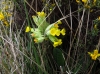 Primula veris ?