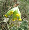 Primula veris L.