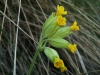 Primula veris L. subsp. columnae (Ten.) Maire & Petitm.